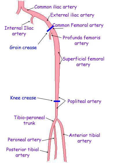 superficial femoral artery anatomy